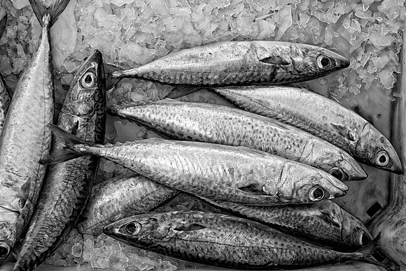 Fresh Catch 2