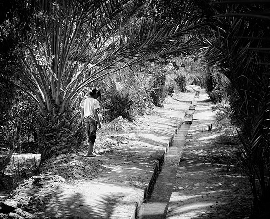 Girl in the Oasis