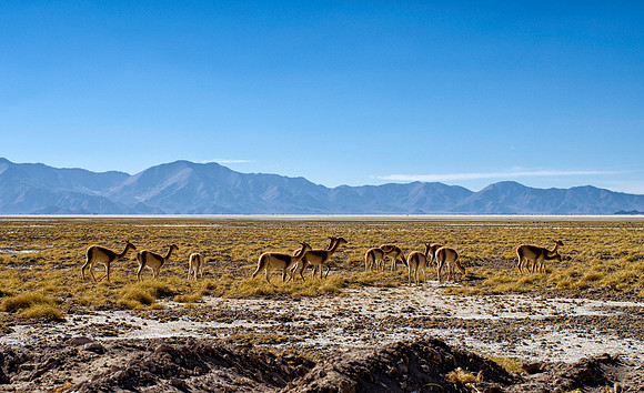 Salta