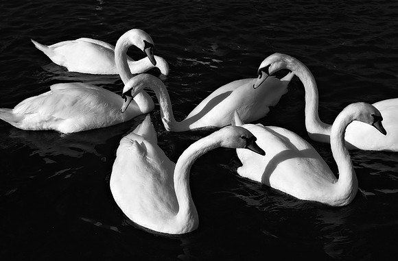 Swans