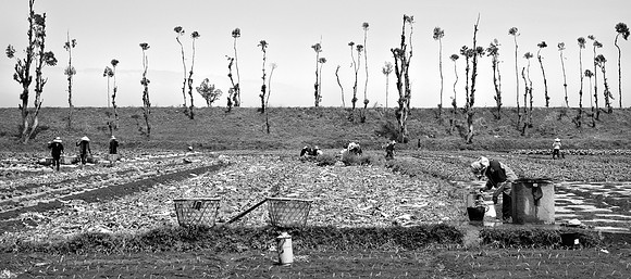 Field Workers