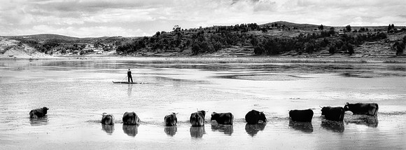 Cattle in Water