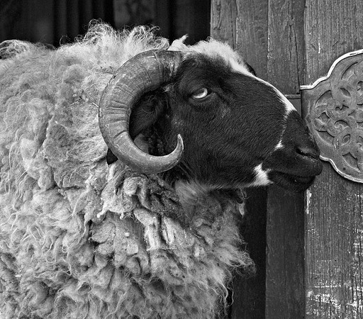 Liberated Ram-Tibet