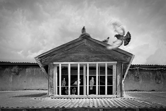 Pigeons Roosting