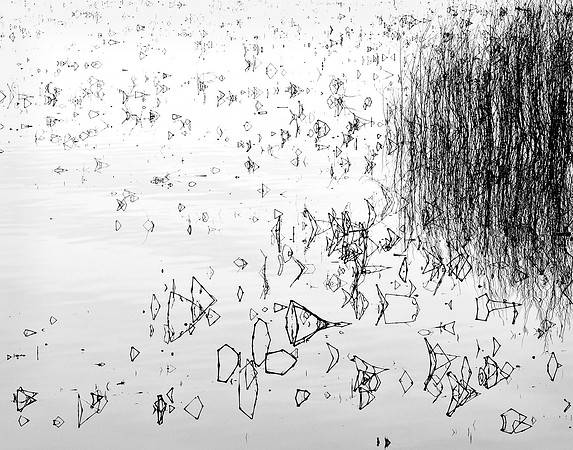 Bent Reed Grass