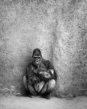 Zoo life