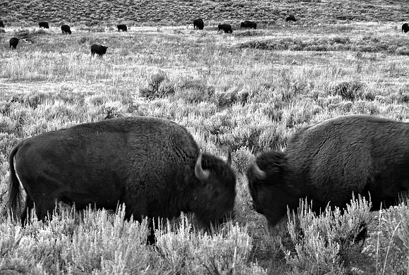 Bison Clash