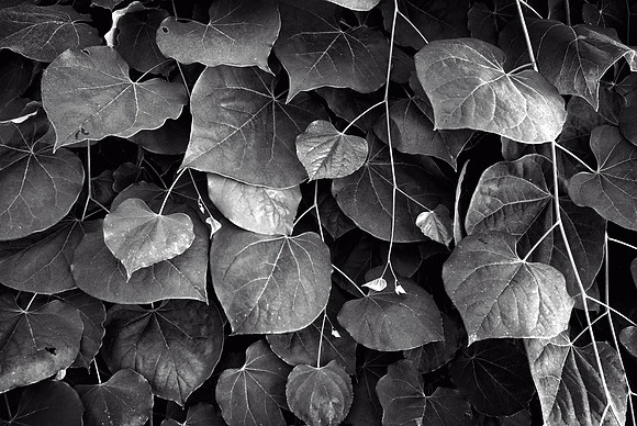 Leaf Patterns