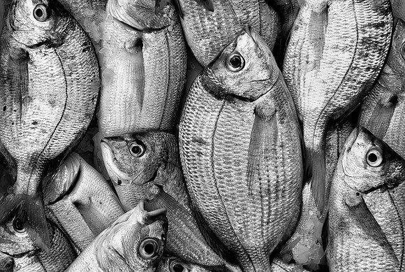 Fresh Catch 1