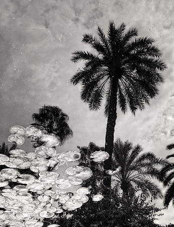 Palm Reflections