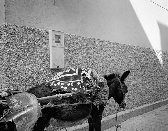 Beast of Burden